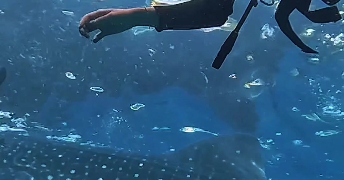 Swimming with Oslob's whale sharks in 2026: what it costs, and what the research says before you book