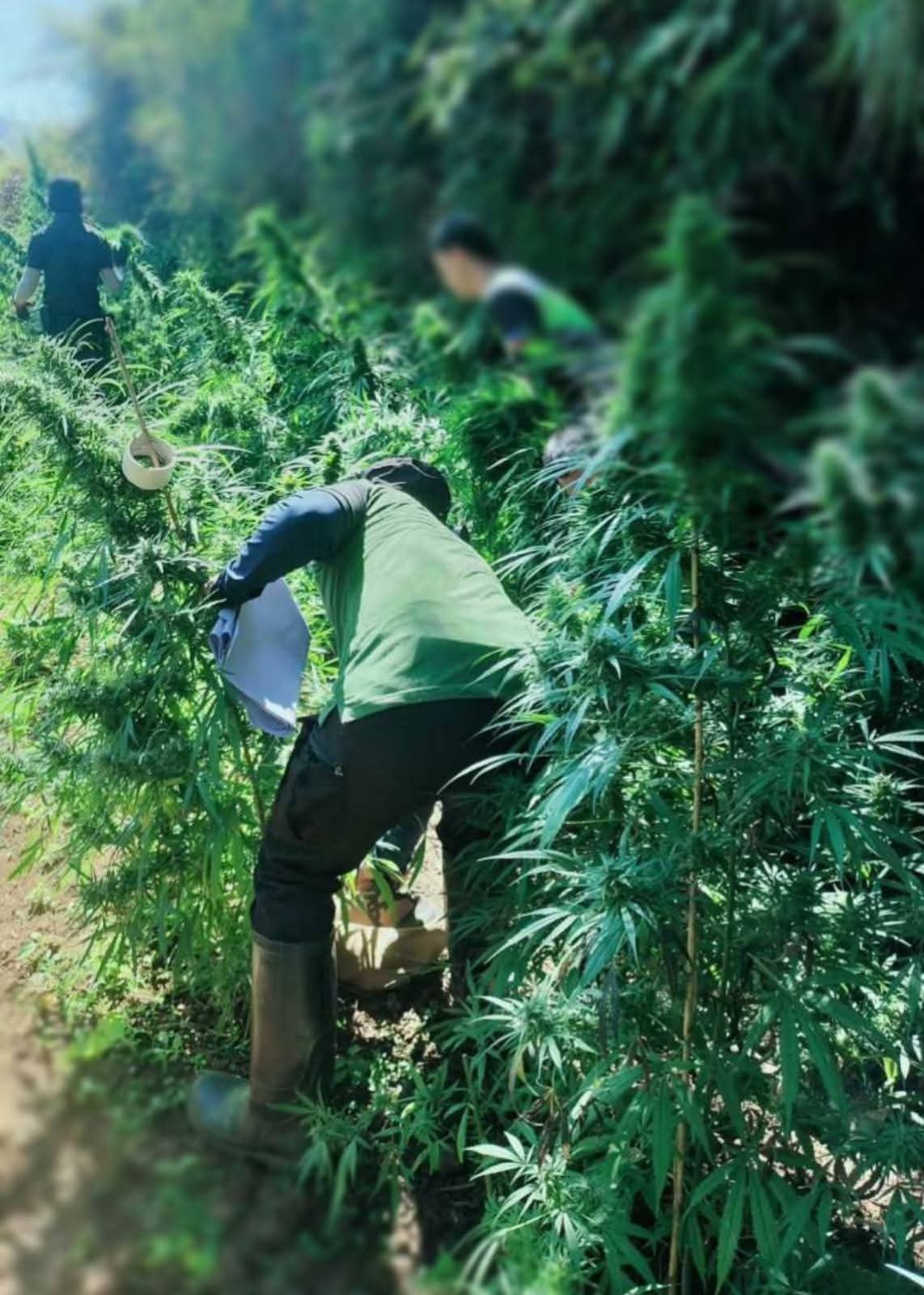PNP Destroys ₱69M Worth of Marijuana Plants in Cordillera Raid