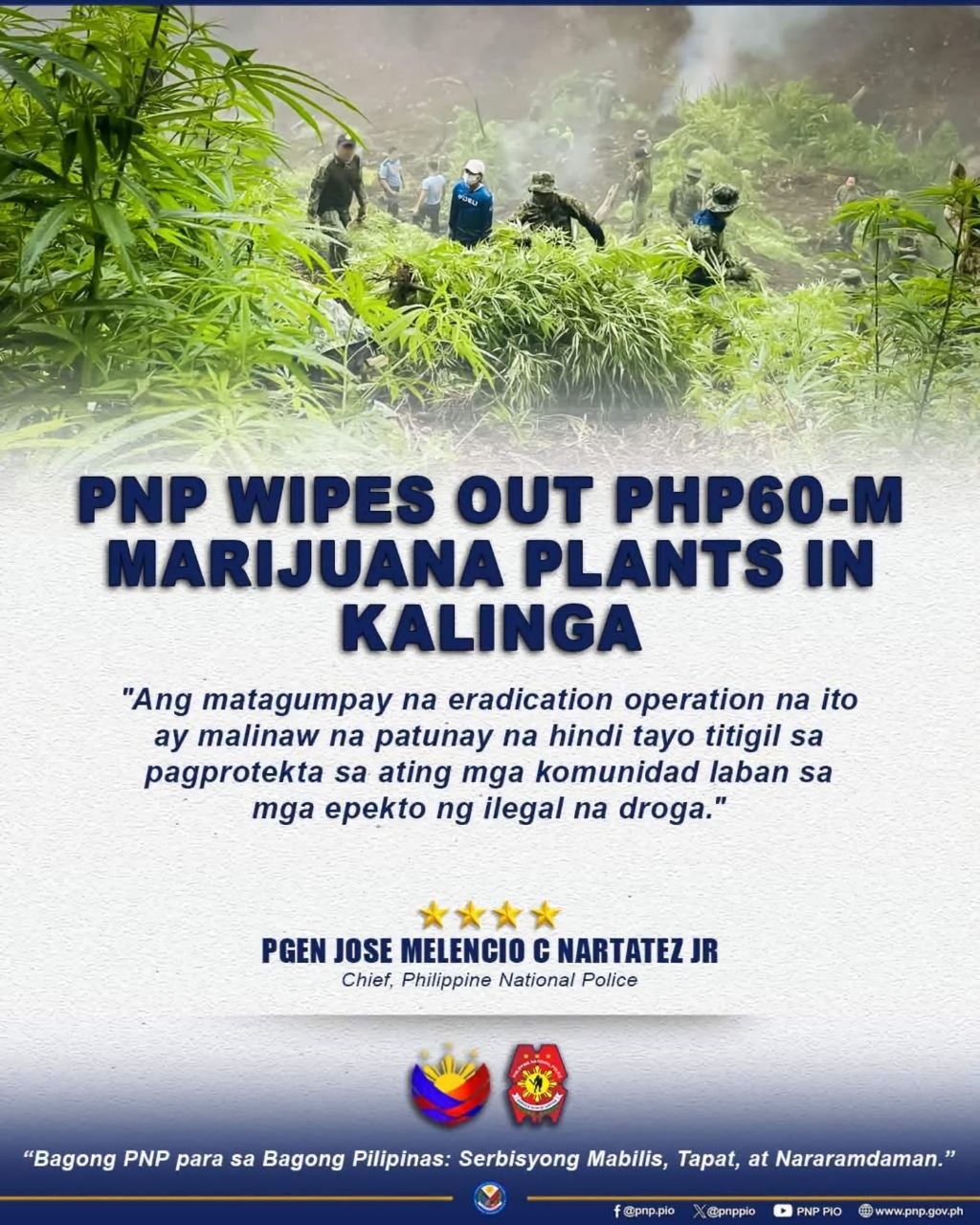 PNP Destroys PHP60-M Marijuana Farm in Kalinga