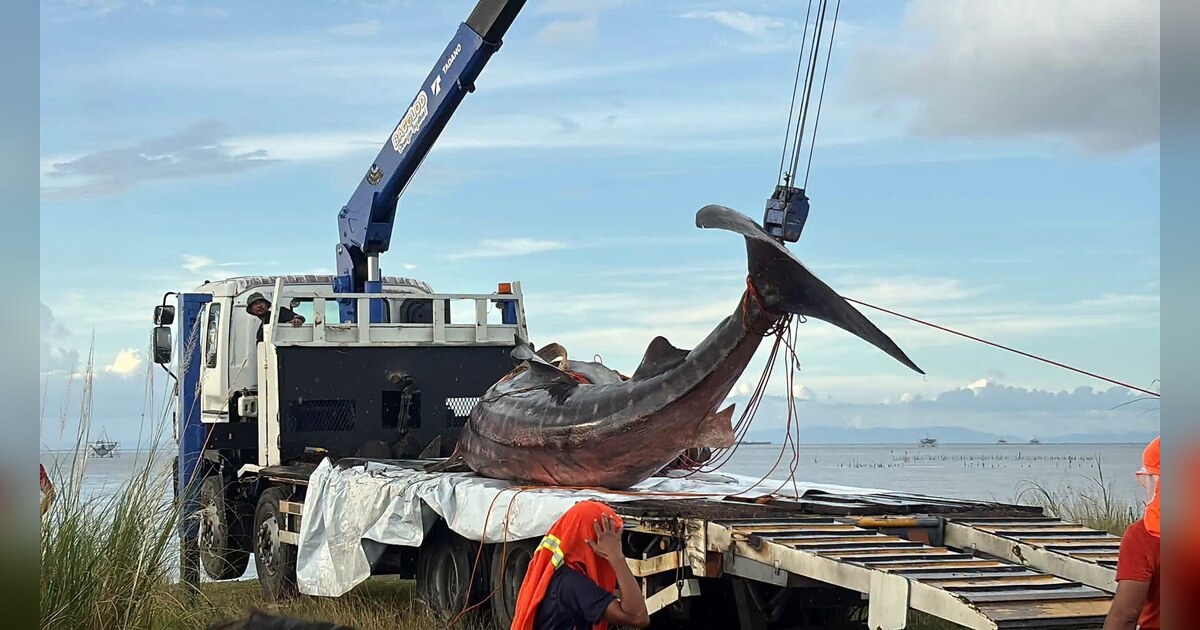 Bacolod: Dead Whale Shark Buried at Felisa Landfill